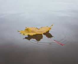 floating-leaf-1