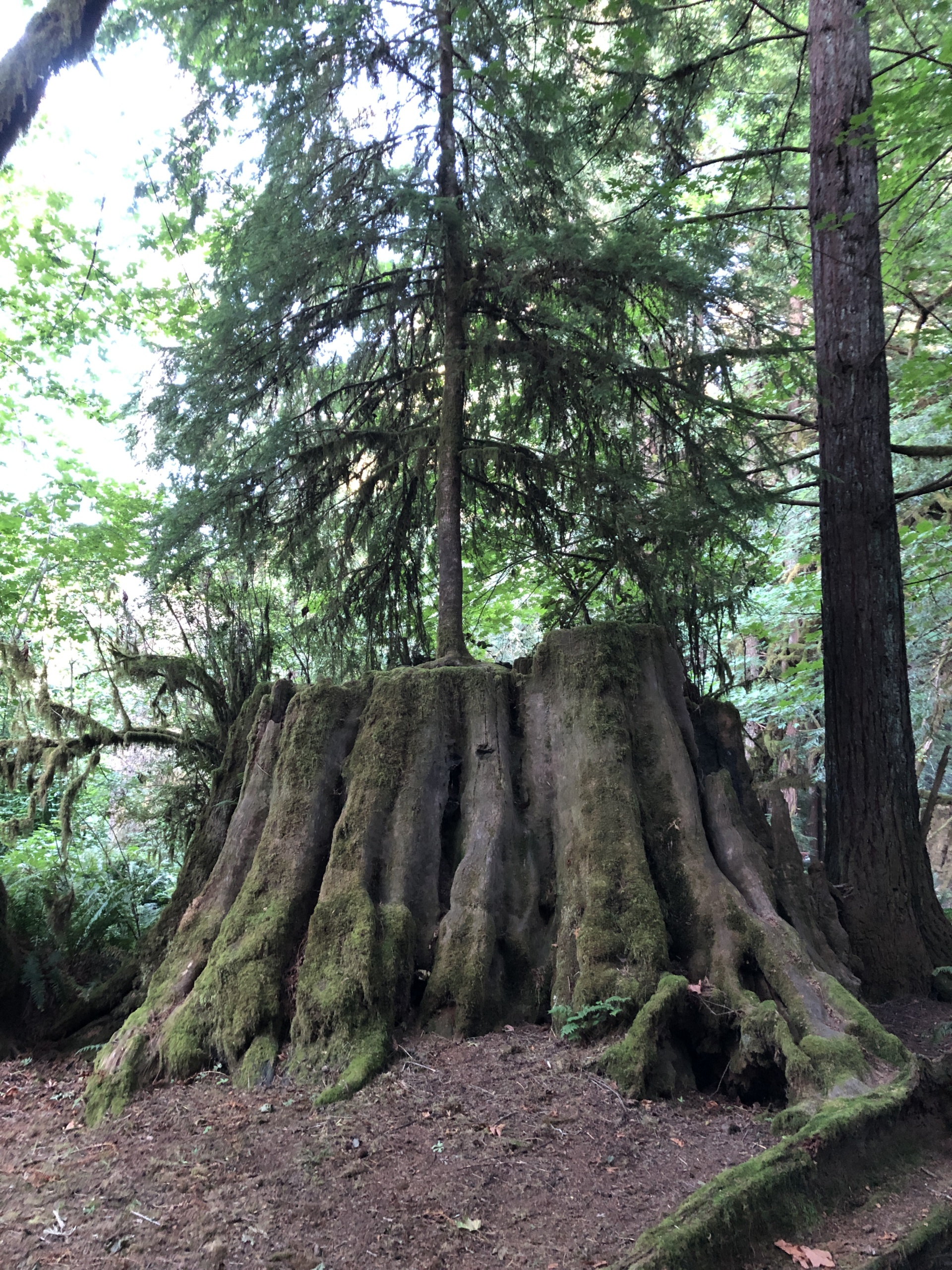 We camped next to giant redwoods on our 2020 campcation. Unique vacation idea.